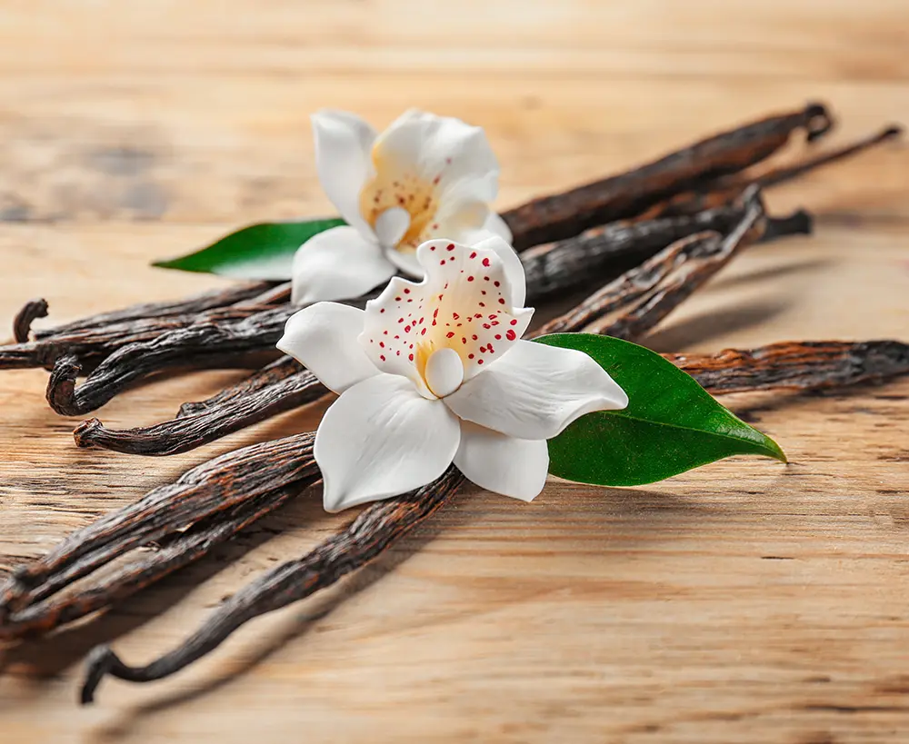 Vanilla Bean